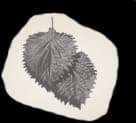 Japon Fesleğeni (Shiso) görseli