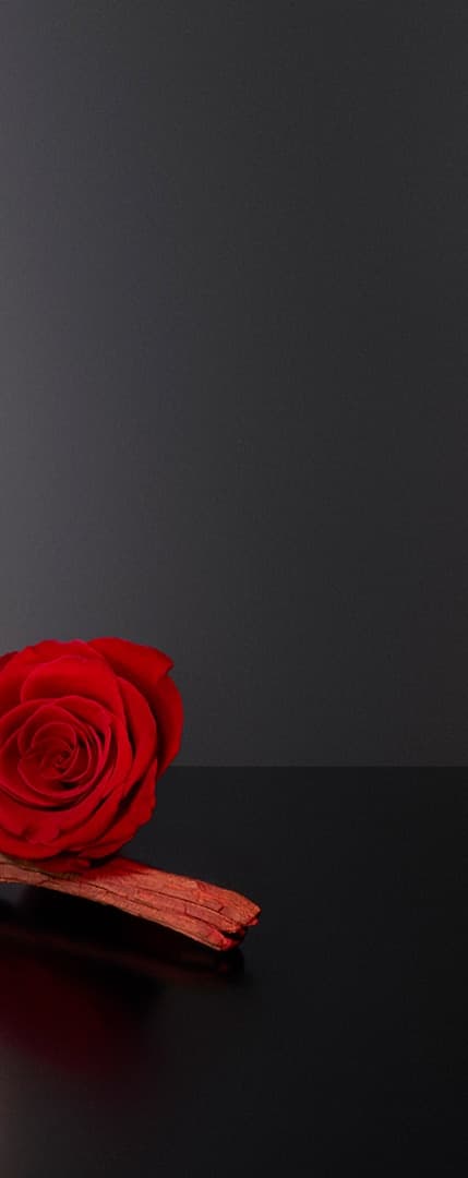 SHISEIDO Ginza Intense